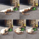 Interactive Cat Scratch Toy 360?? Rotating Cat Scratch Board w/Hidden Mouse